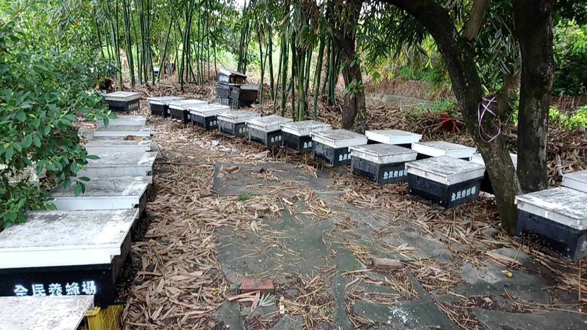 高雄龍眼蜂蜜評鑑出爐　大崗山龍眼蜂蜜上市...