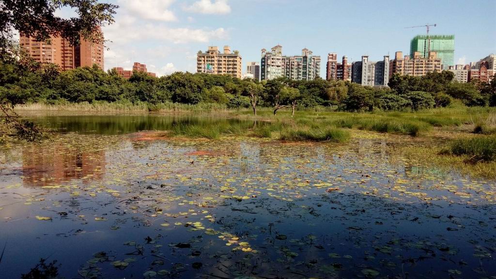 親近洲仔濕地　為水雉築巢成家  ...
