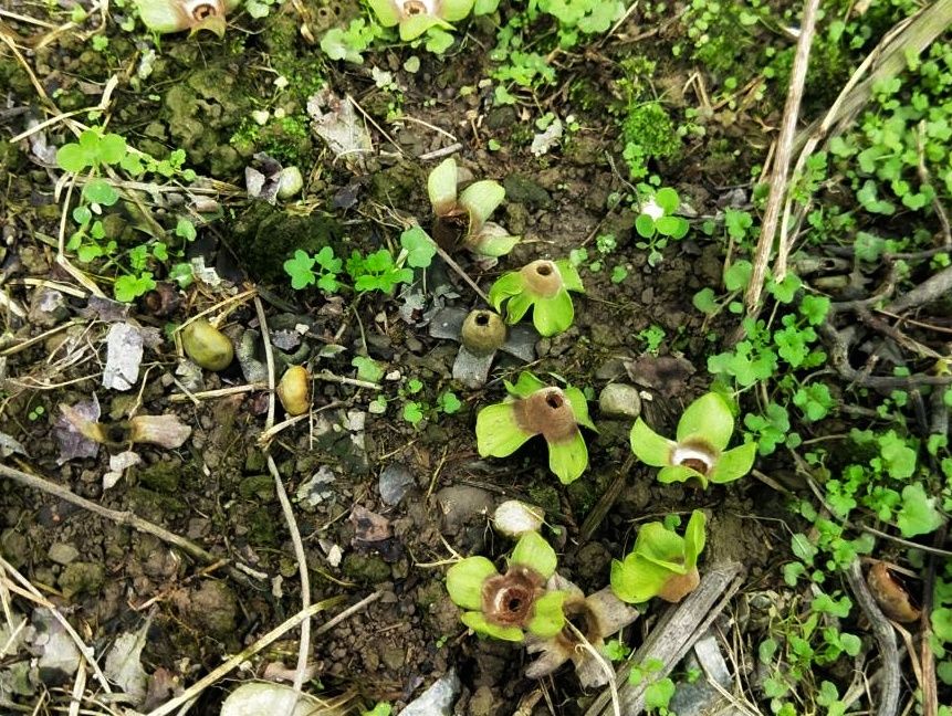 那瑪夏區豪雨致災    甜柿現金救助即日起開始申報...