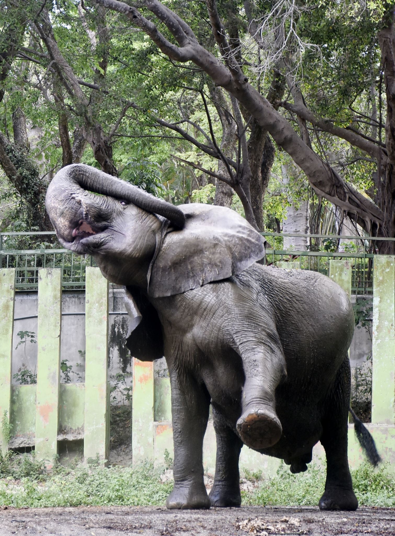 壽山動物園整裝再出發 五月起休園暫別高雄市民...