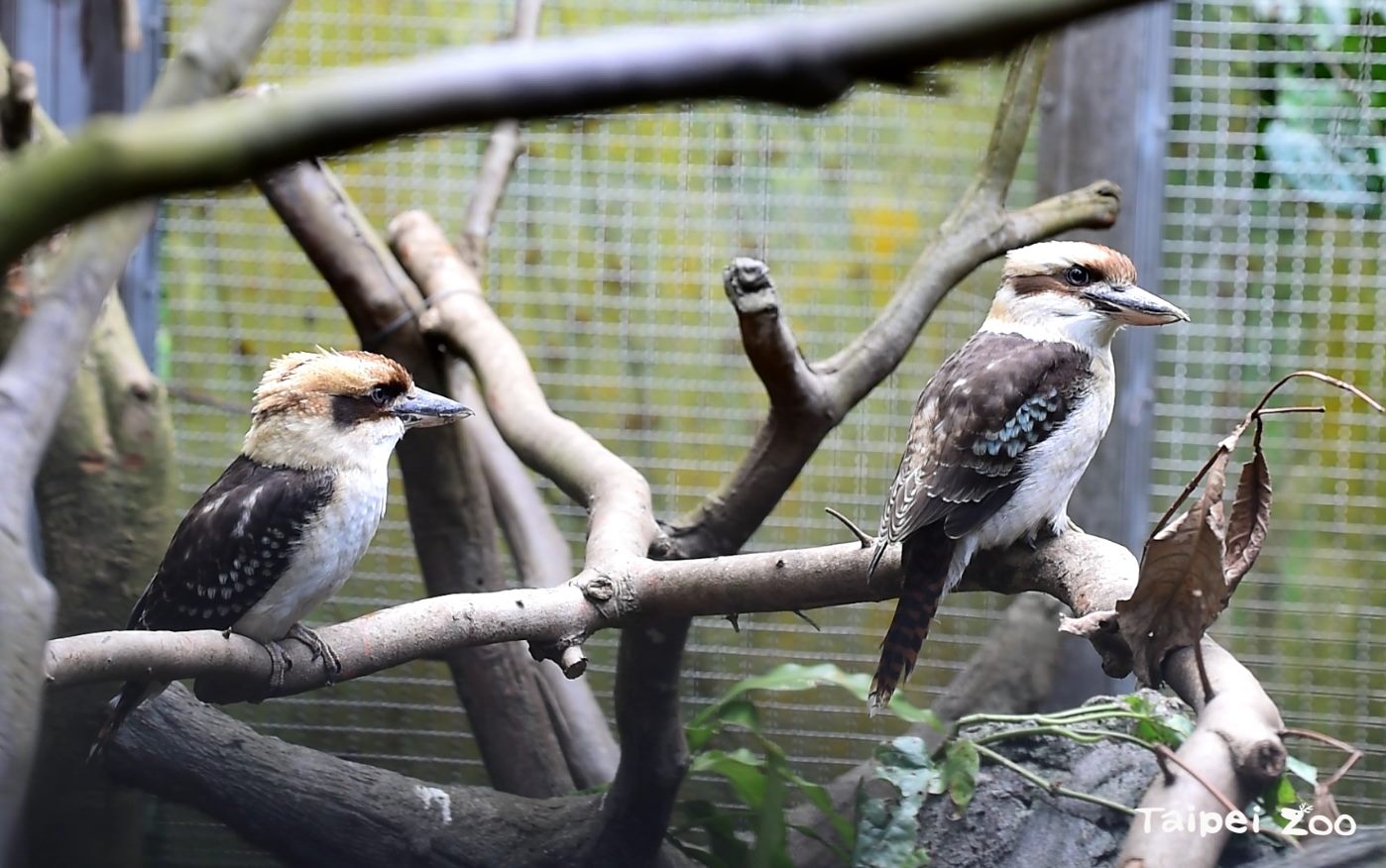 笑翠鳥首次繁殖成功〜沒人氣動物園傳笑聲...