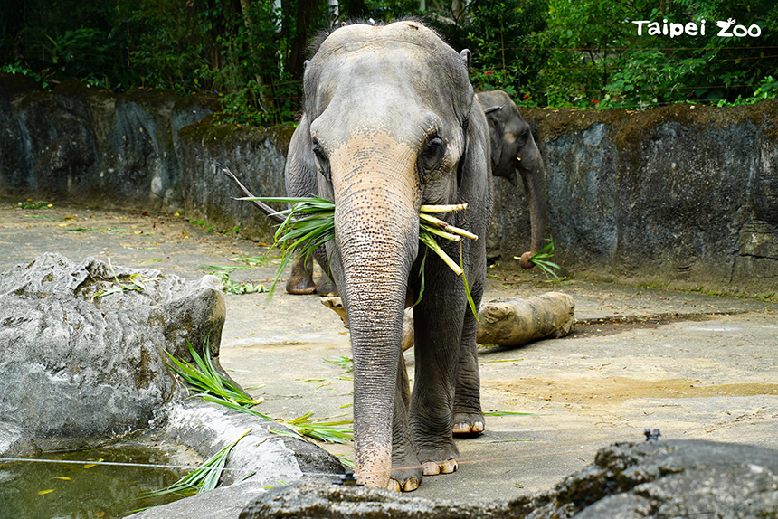 睽違77天　臺北動物園8/1重新開放囉...