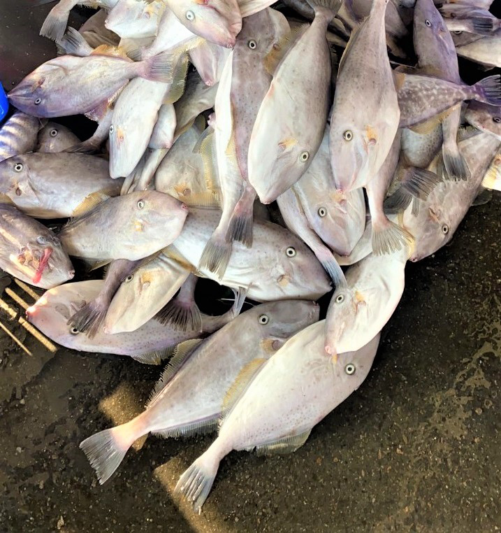 刺少肉多細嫩超Q彈，東北角剝皮魚鮮甜登場...