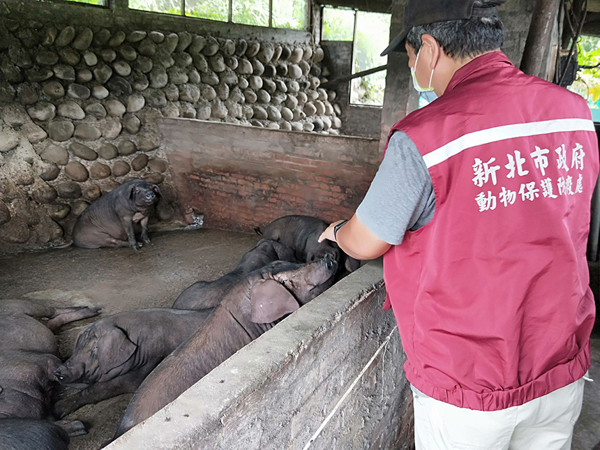 防堵非洲豬瘟  新北稽查130場養豬戶...