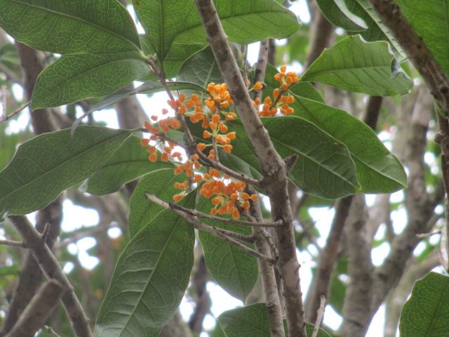 陽明公園秋意濃  元老級丹桂將開花...