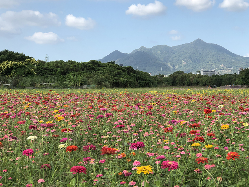 2021關渡花海11/6盛開  掃花系列QRcode抽Gogoro...