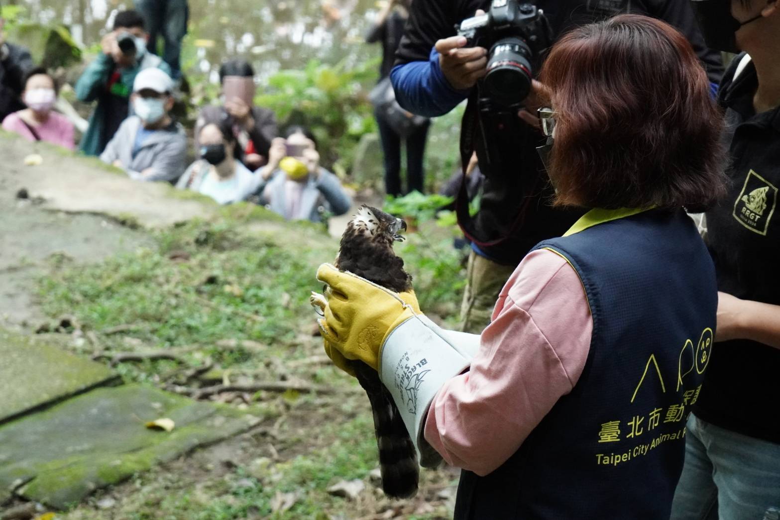 重視野生動物救傷 癒後鳳頭蒼鷹、褐鷹鴞野放 ...