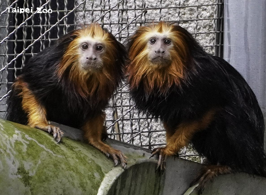 來自新加坡的嬌客  金頭獅狨兄弟檔現身北市動物園...