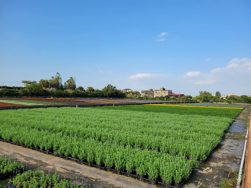 15000盆薰衣草花海  2022春節紫爆三層崎公園...