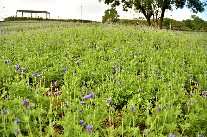 北投三層崎公園  萬株紫色薰衣草浪漫盛開...