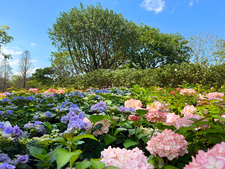 花IN台北  大安森林公園杜鵑、繡球花爭豔