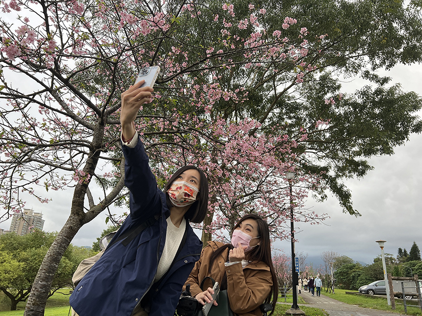 春暖花開  新北陽光公園河津櫻粉嫩綻放...