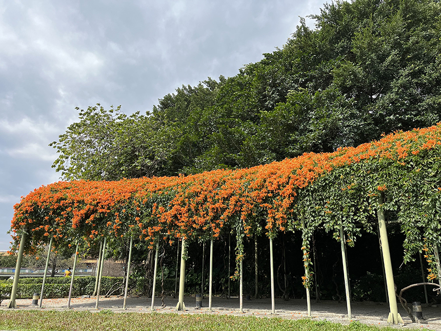 炮仗花開了  花博圓山園區現橘黃瀑布...