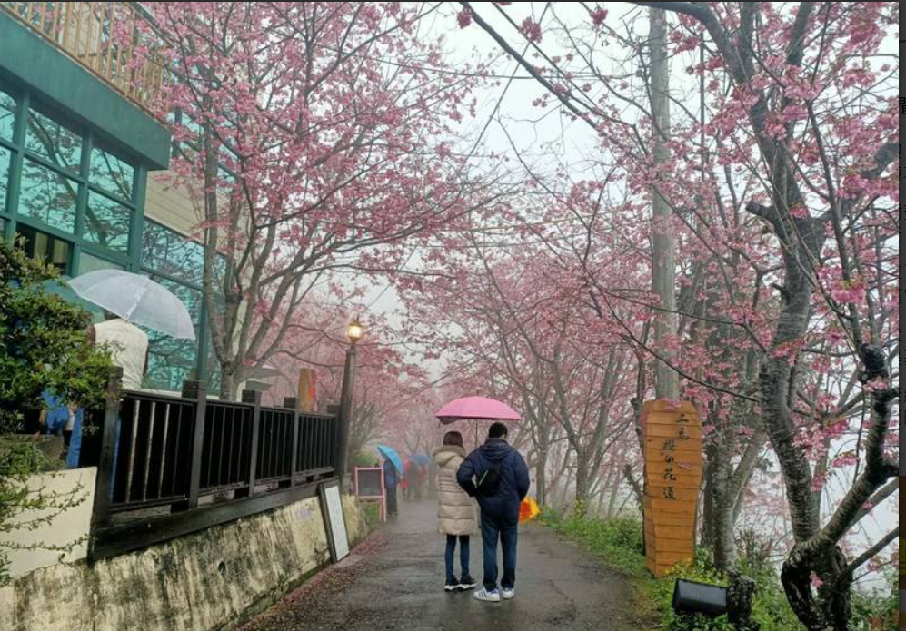 拉拉山櫻花季尾聲 民眾雨中賞櫻