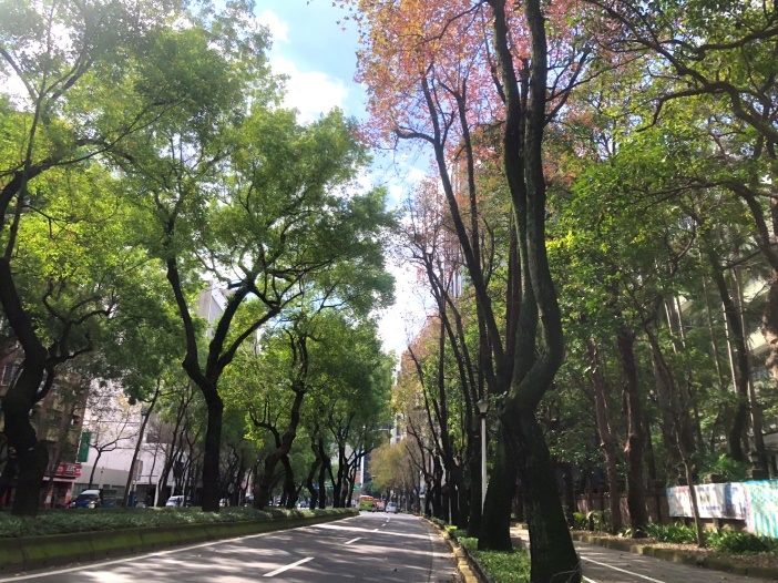 漫步中山北路森呼吸 徜徉樟樹 楓香綠蔭街道