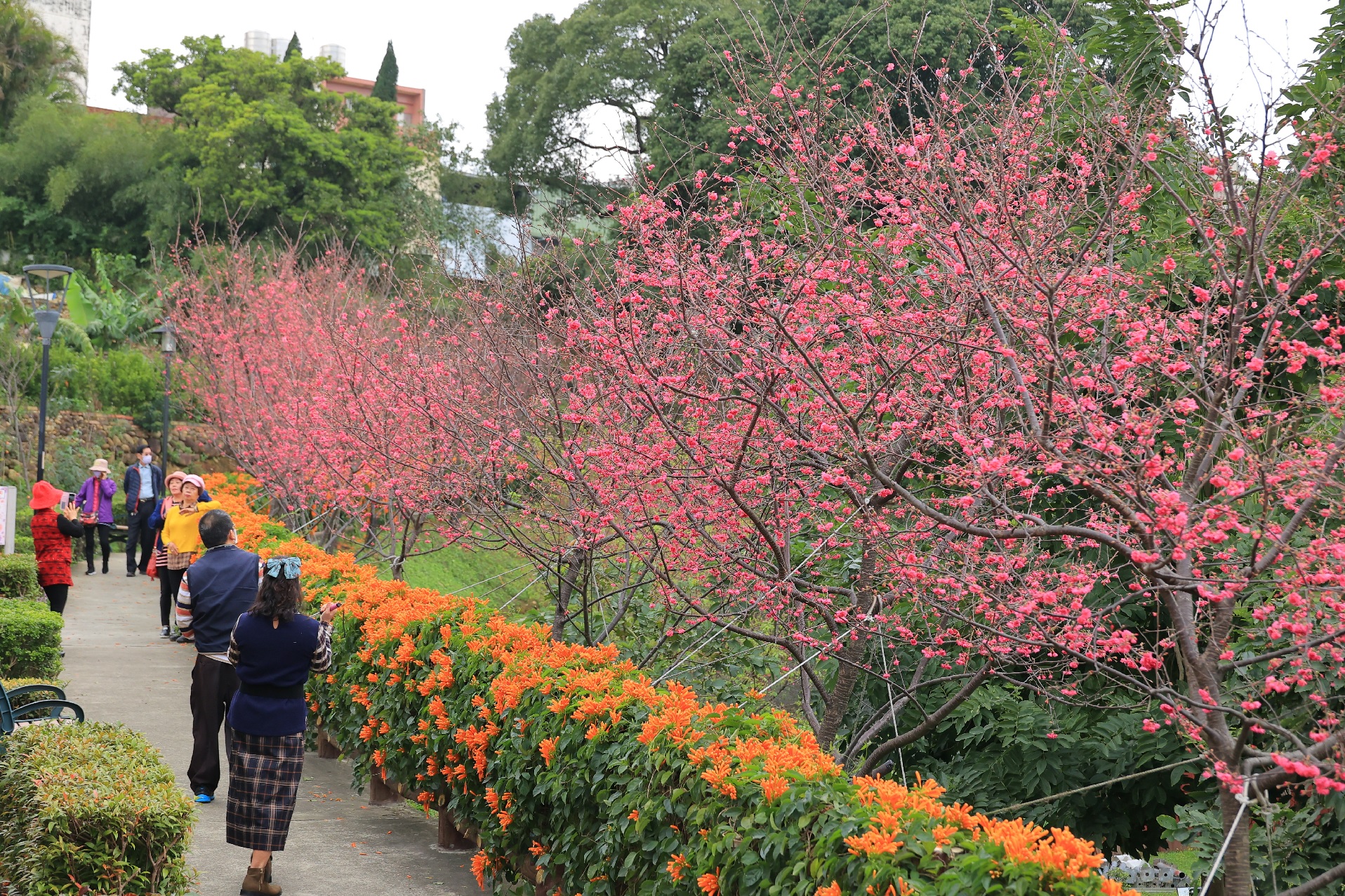 粉橙齊綻喜迎春 鶯歌永吉公園櫻花與炮仗花爭妍...