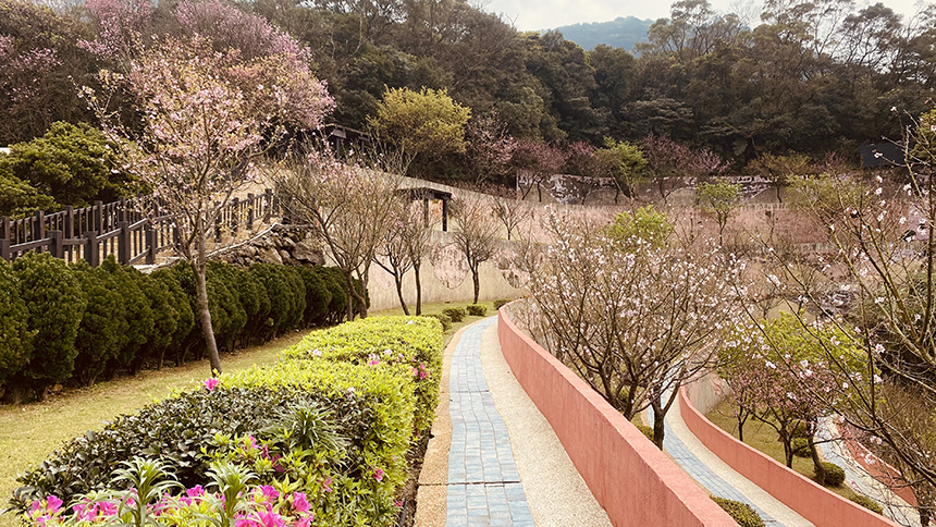 三芝櫻花生命園區啟用邁入第十年  植存人數大幅攀升...