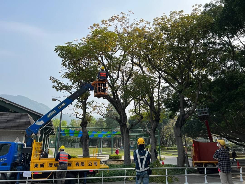 樹木造型師開剪  北市喬木啪哩啪哩...