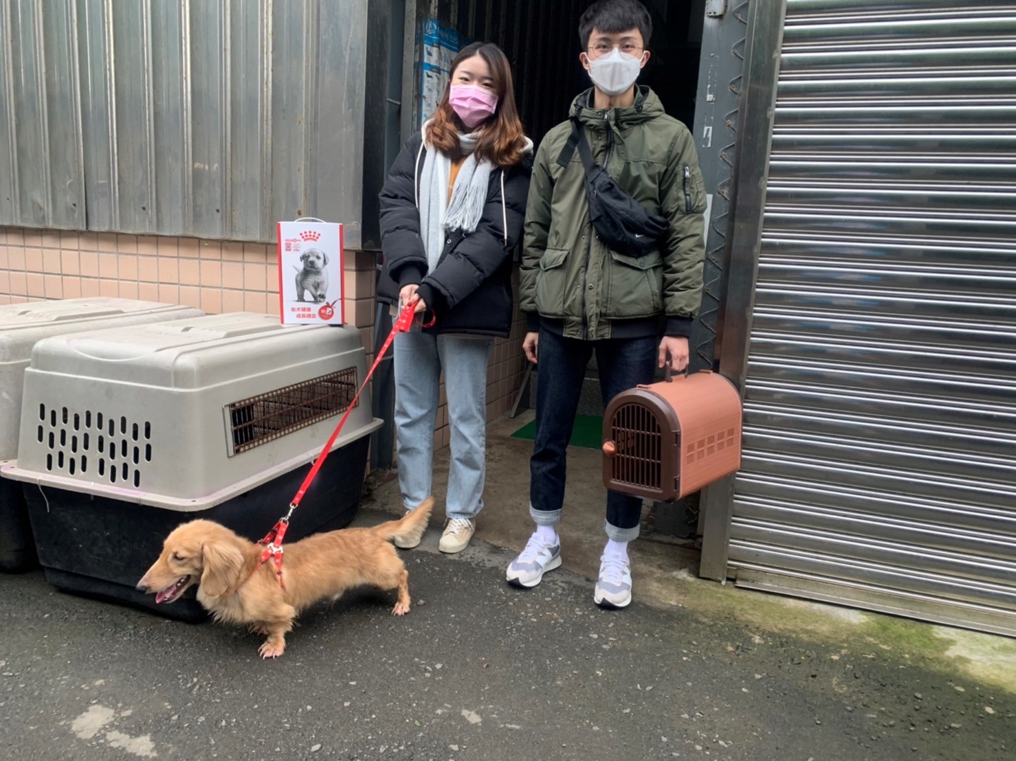 長毛臘腸犬毛囊蟲症被棄養 駐區獸醫妙手回春變萌犬...