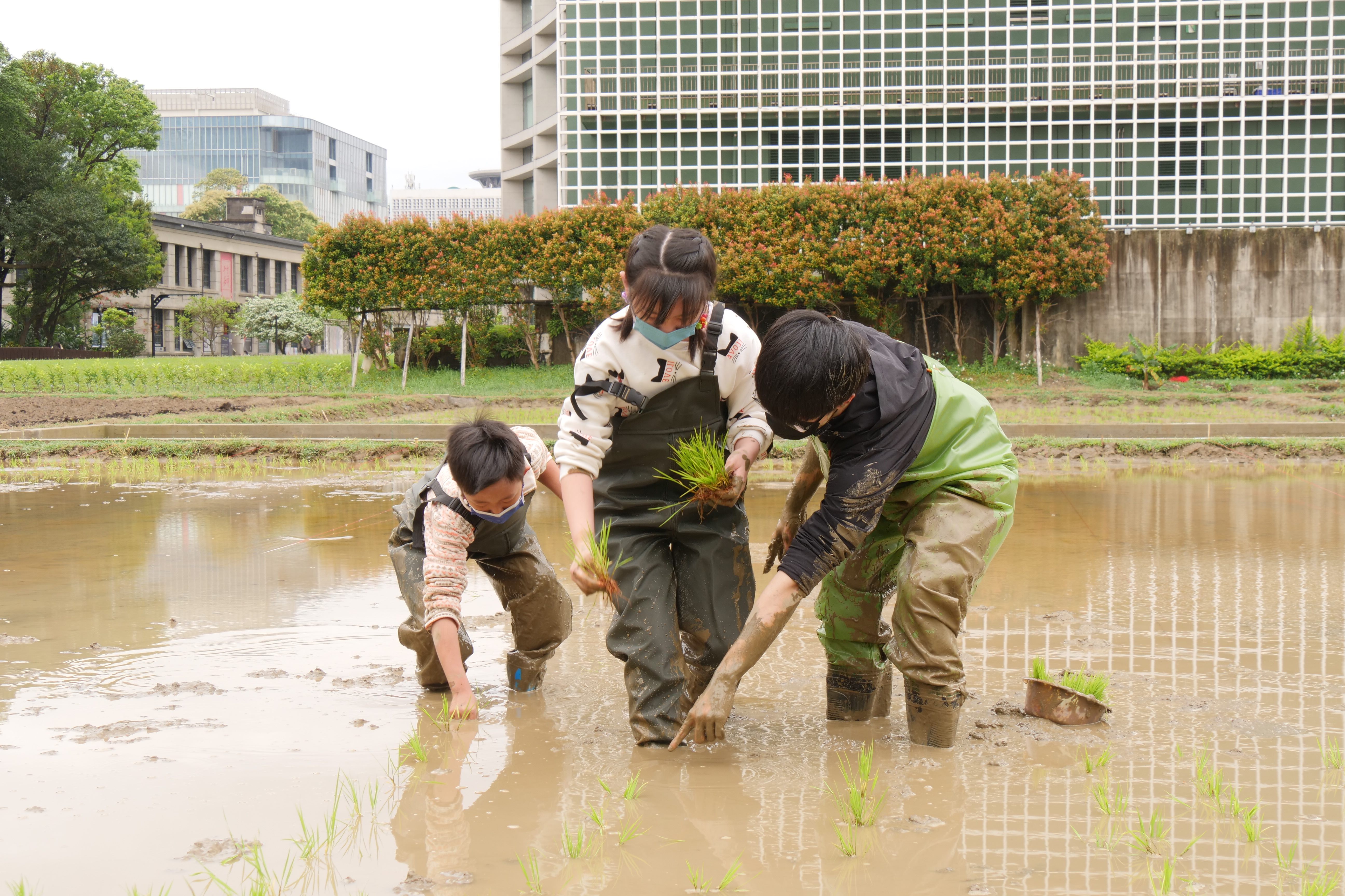 全臺最大市中心水稻田插秧 北市打造食農教育新熱點...