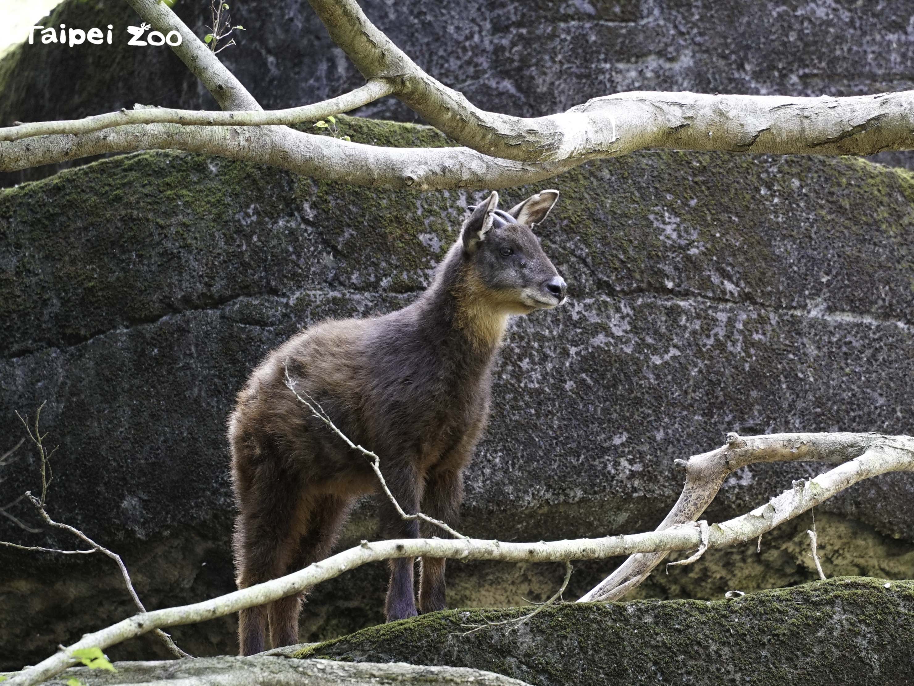 畜試所與臺北動物園續簽MOU-共同點亮珍稀物種保種希望...