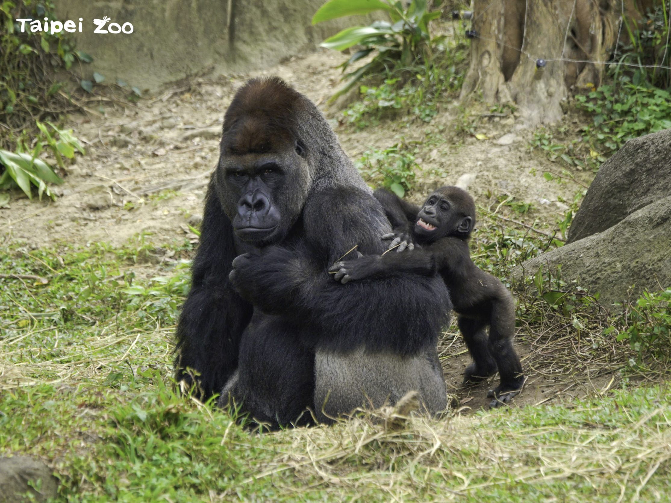 兒童節門票優惠只限今天！ 拜訪Zoo Baby看看牠們玩什麼？...