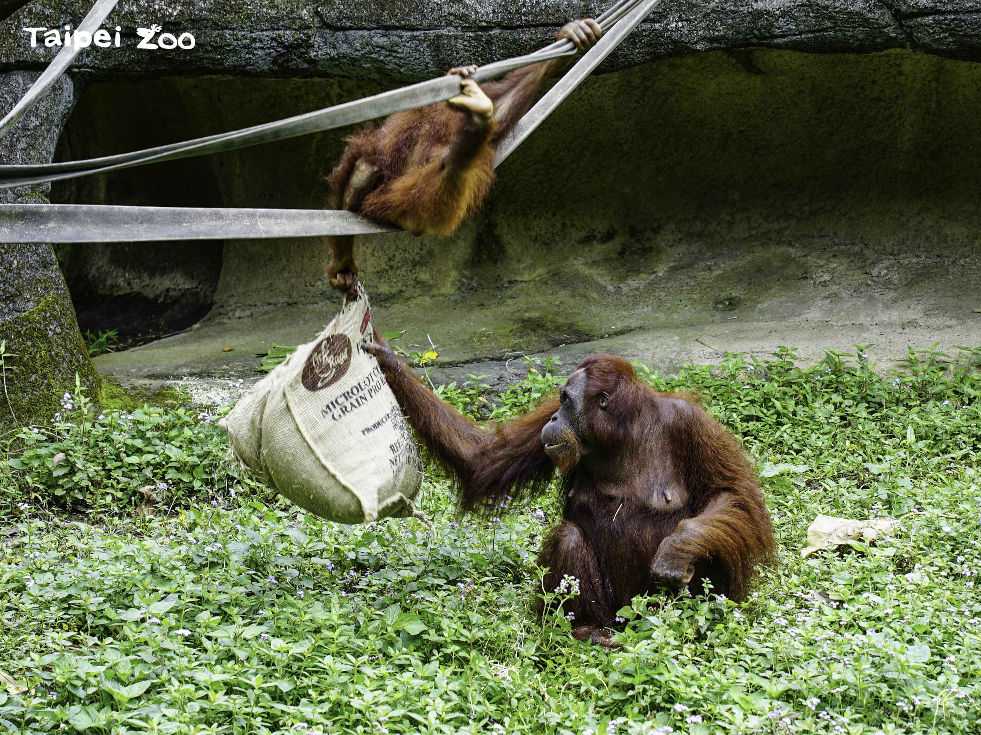 喝咖啡竟可以保育動物  動物園麻布袋活用妙招...