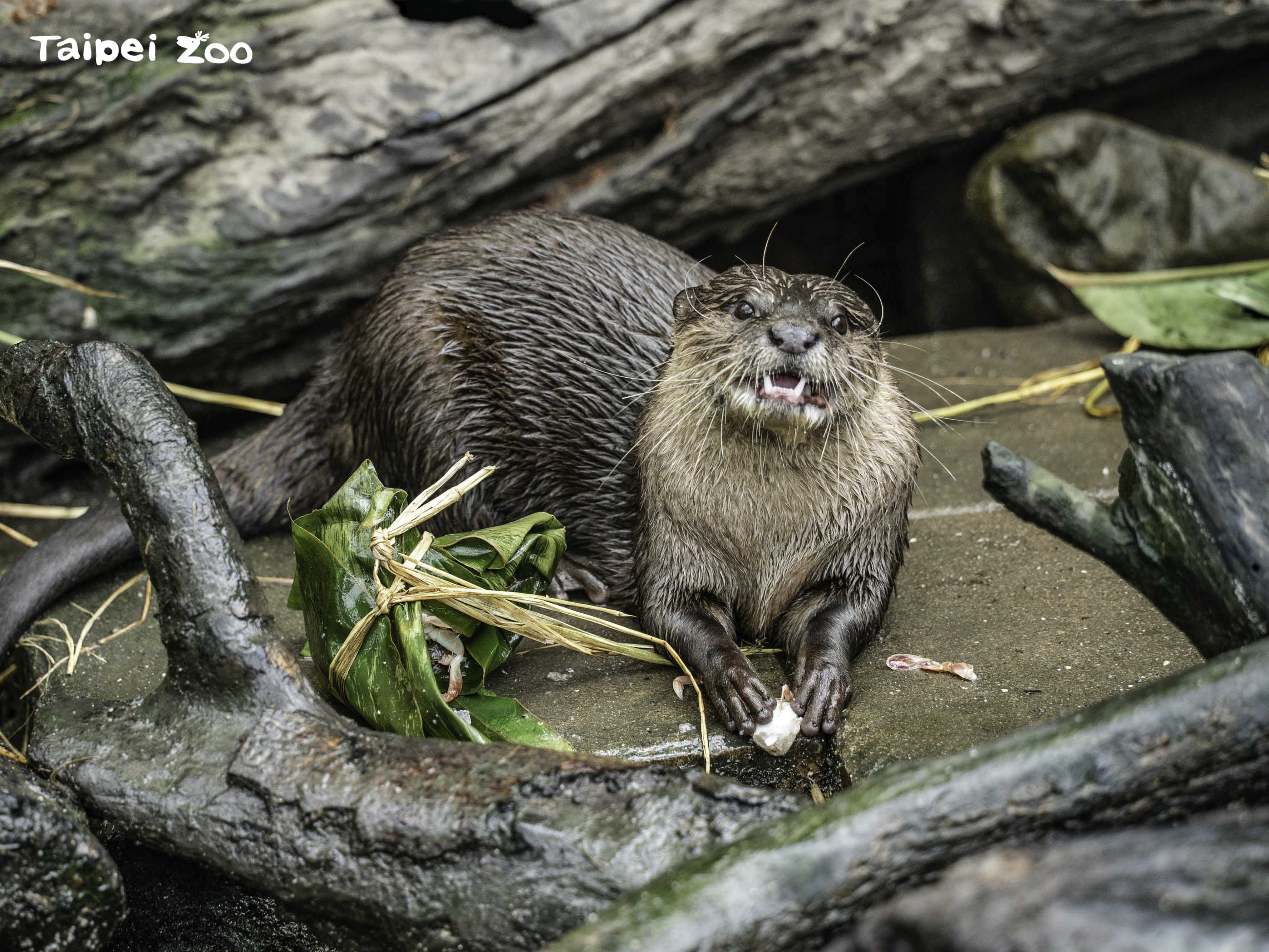 動物園「不對外開放」倒數 端午節陪動物吃冰消暑...