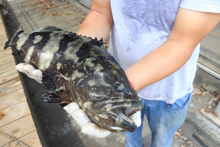 中國暫停台灣石斑魚輸入 臺南石斑魚養殖產業輔導因應...