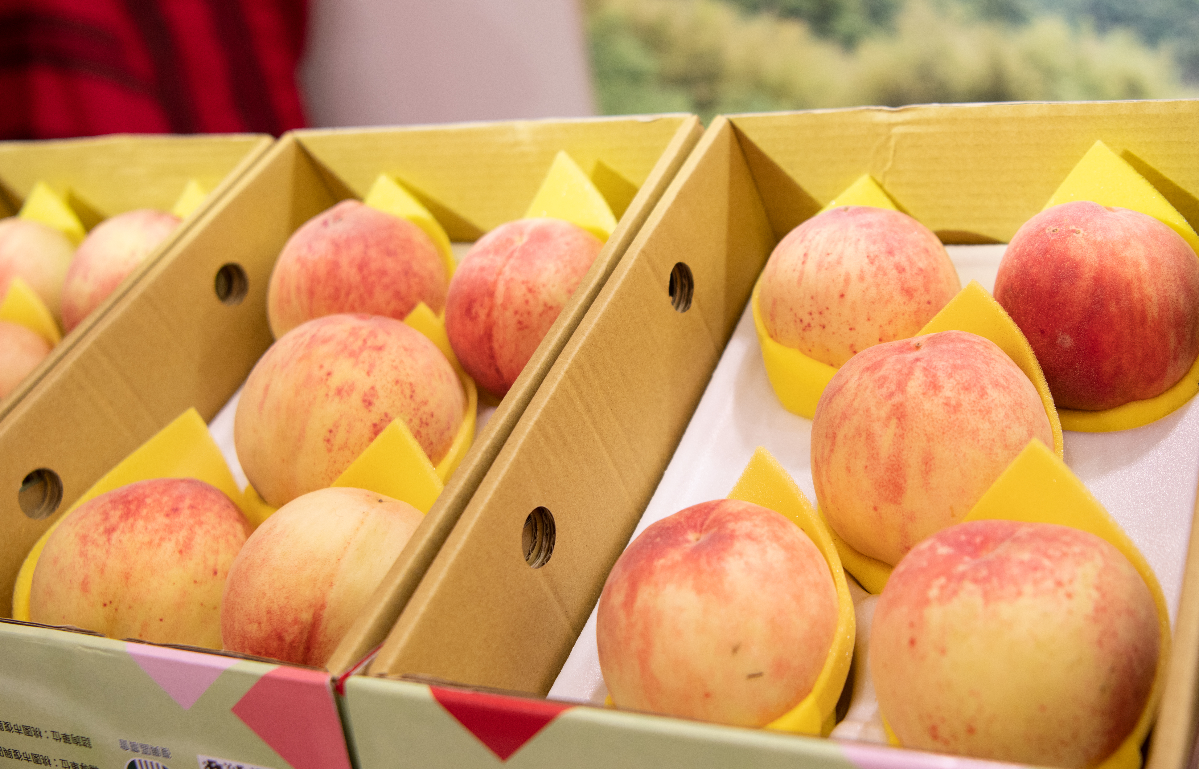 桃市拉拉山水蜜桃香甜上市  推出多場實體展售活動