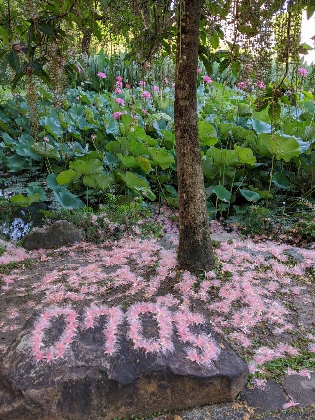 賞花輕旅行 大安森林公園美到時間靜止...