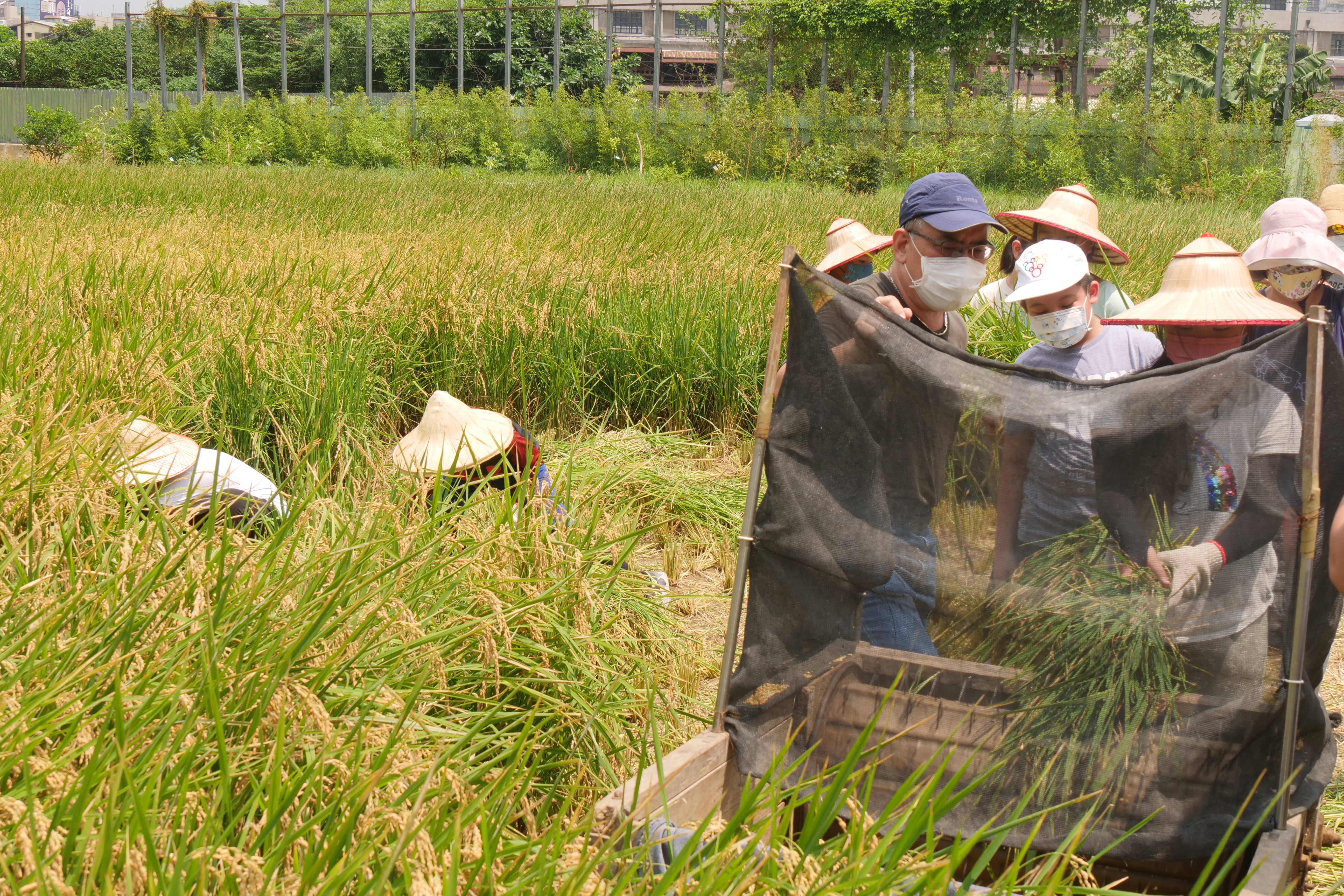 全臺最大市中心水稻田作伙收成 北市食農教育多元體驗...