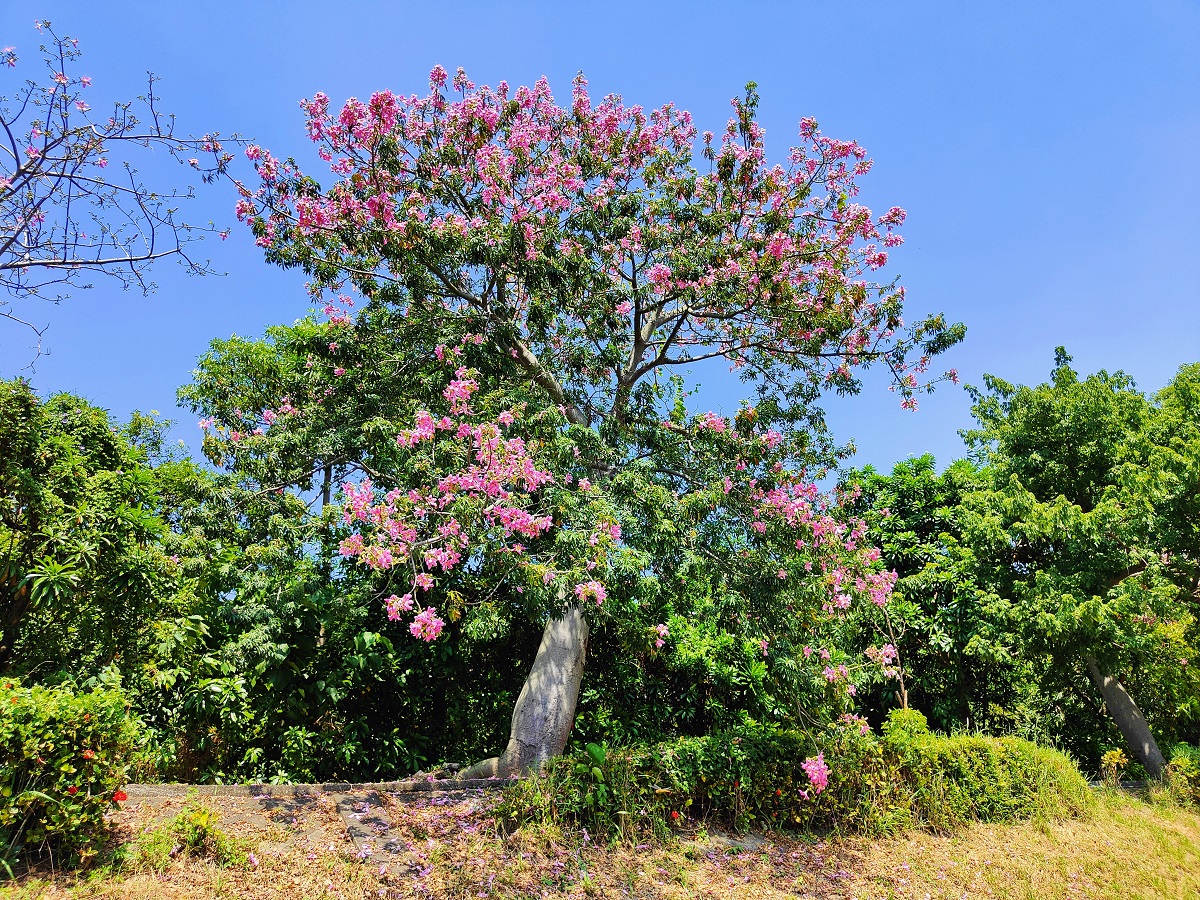 愛河之心美人樹花季登場  %E5緊來拍照！...