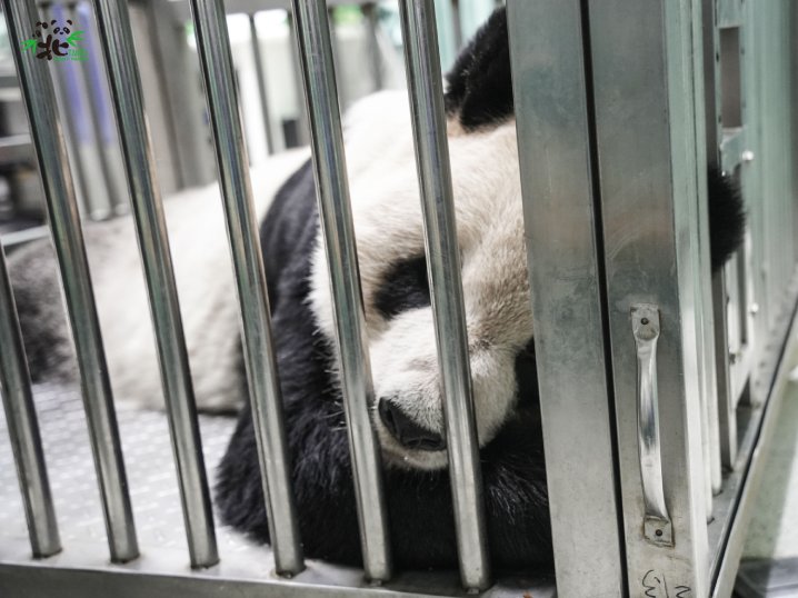 「團團」後肢無力、食慾下降  再度前往臺大附設動物醫院...