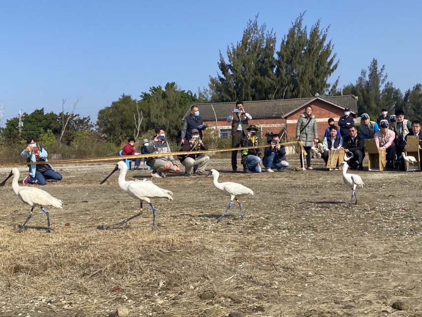 1440隻黑面琵鷺來臺南度冬  黃偉哲歡迎親子來輕旅行、尋找...