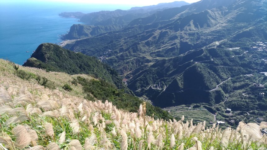 秋芒翻飛仙氣飄  九份山城浪漫行...