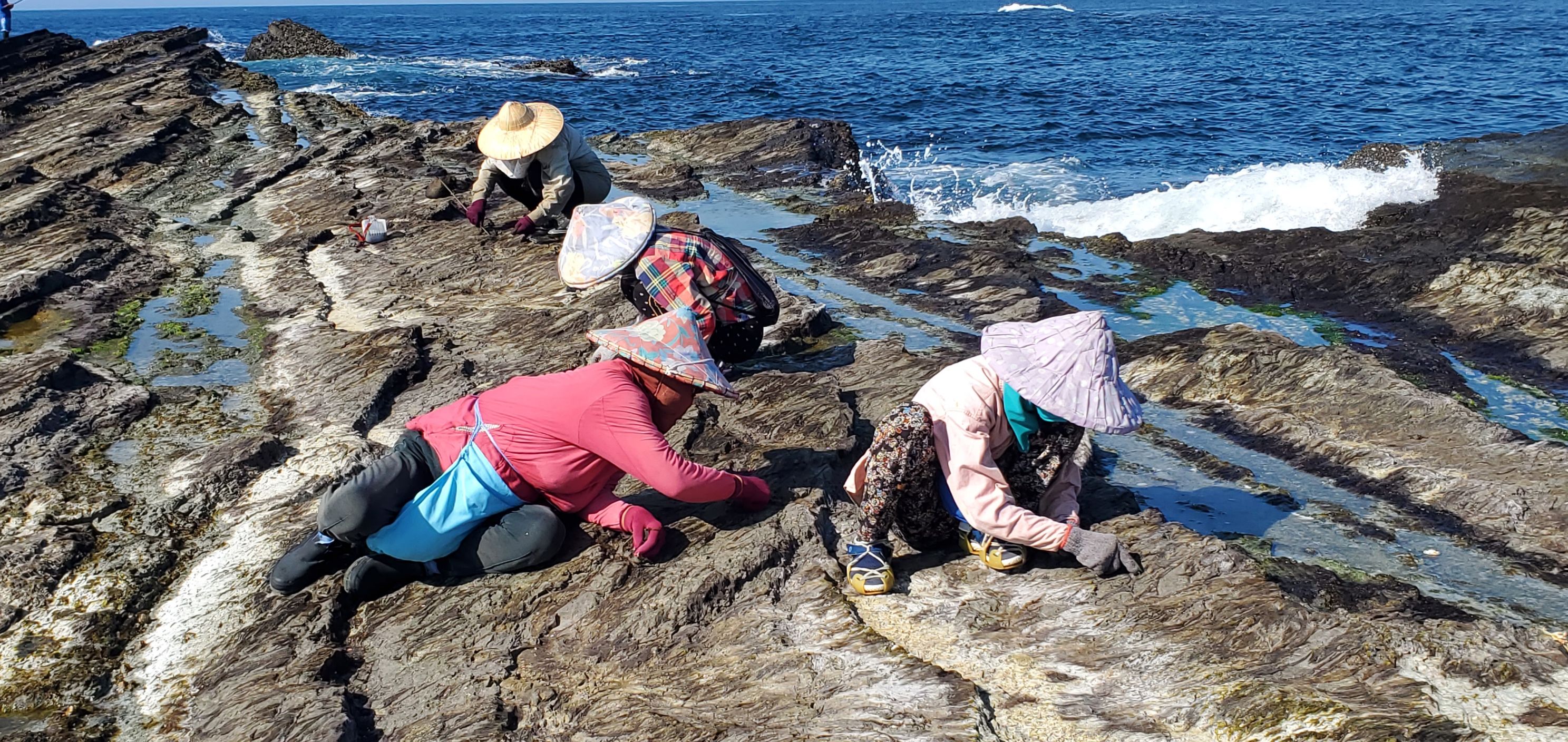 東北角秋季限定美味「海髮菜」大爆發...