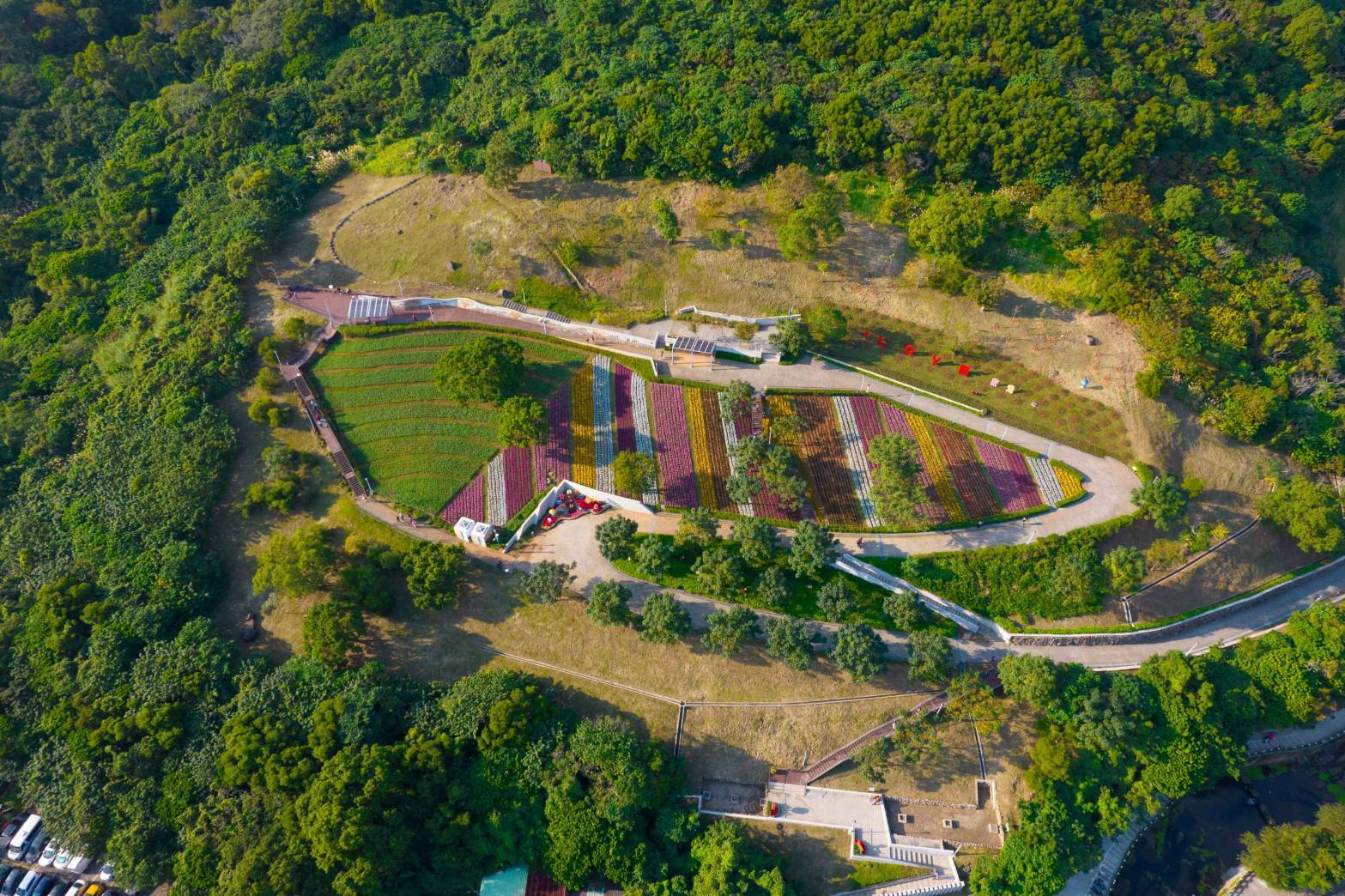 三層崎公園變身花海 直追日本富良野...