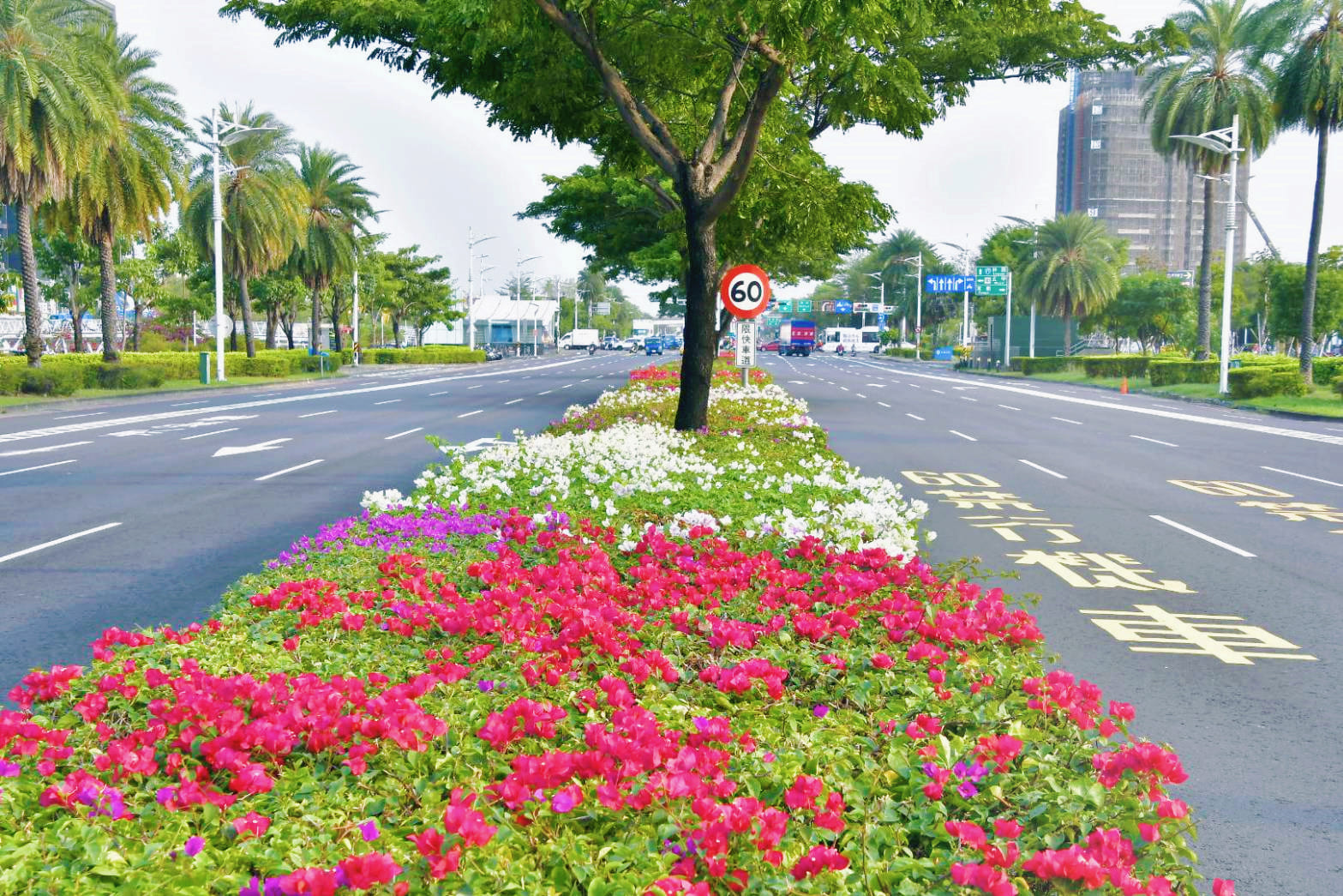 九重葛綻放成迎賓大道 高雄最美景點地圖...