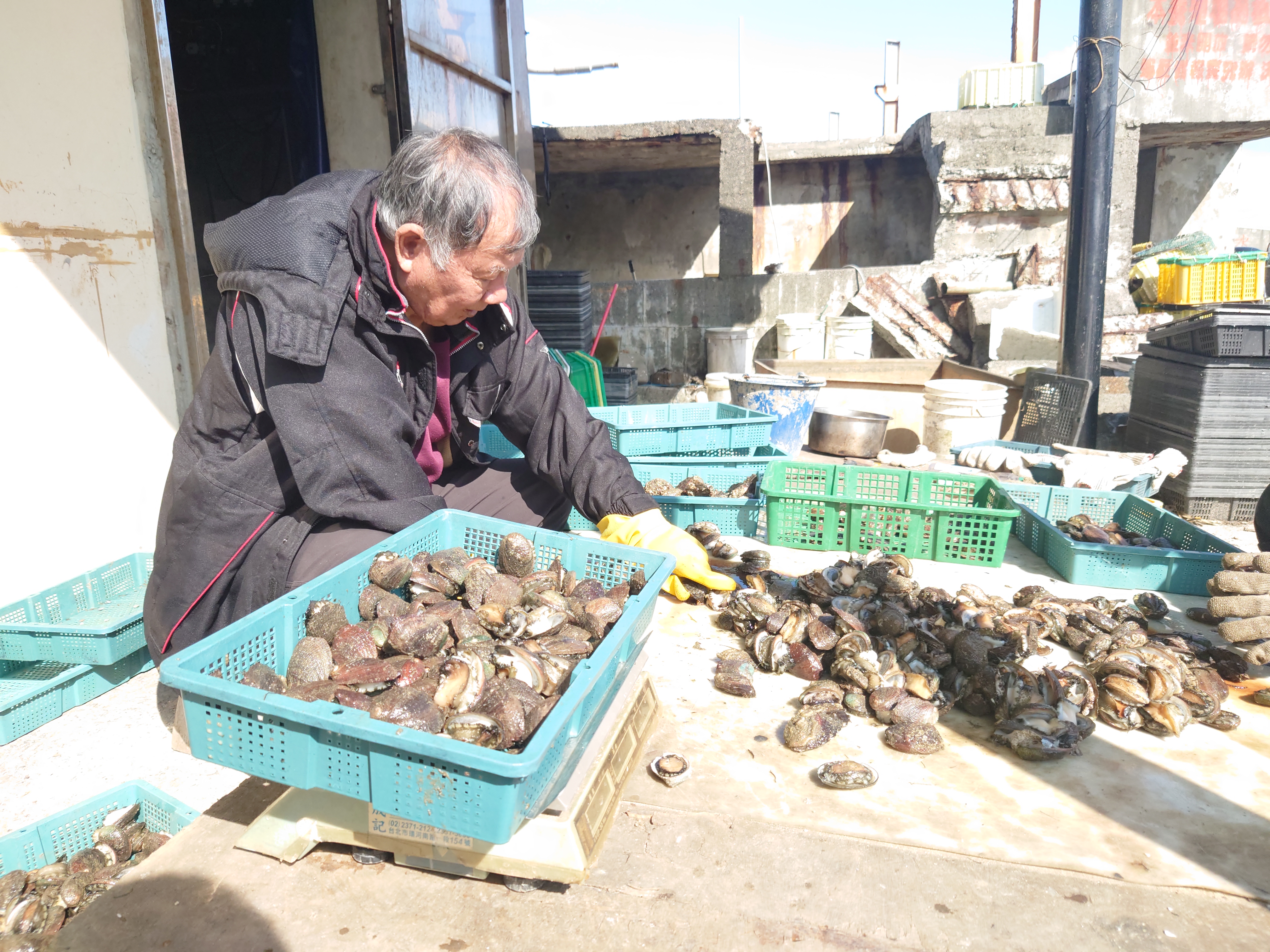 12月6日新北漁業處推限量百份現煎貢寮鮑免費嚐...