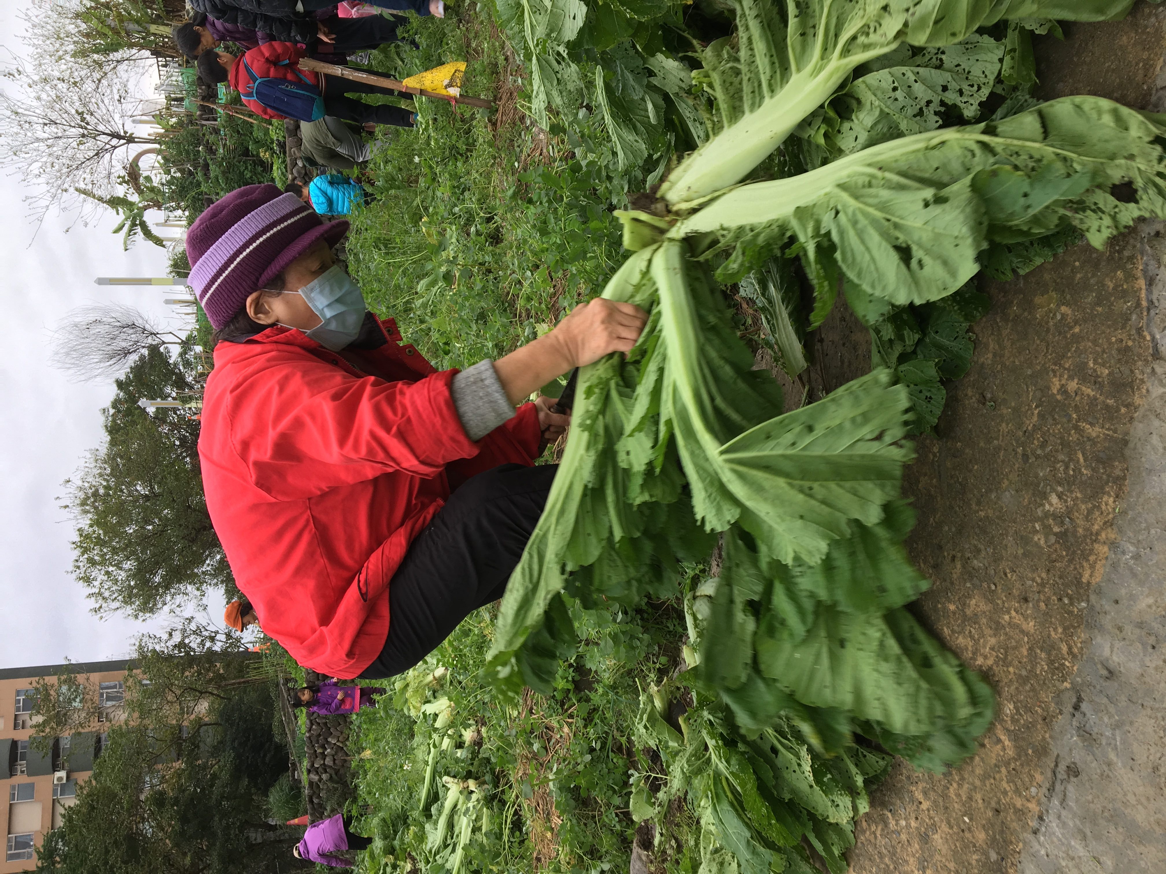 客家公園芥菜採收慶豐收  %C2寒冬串聯齊心協力綠生活...