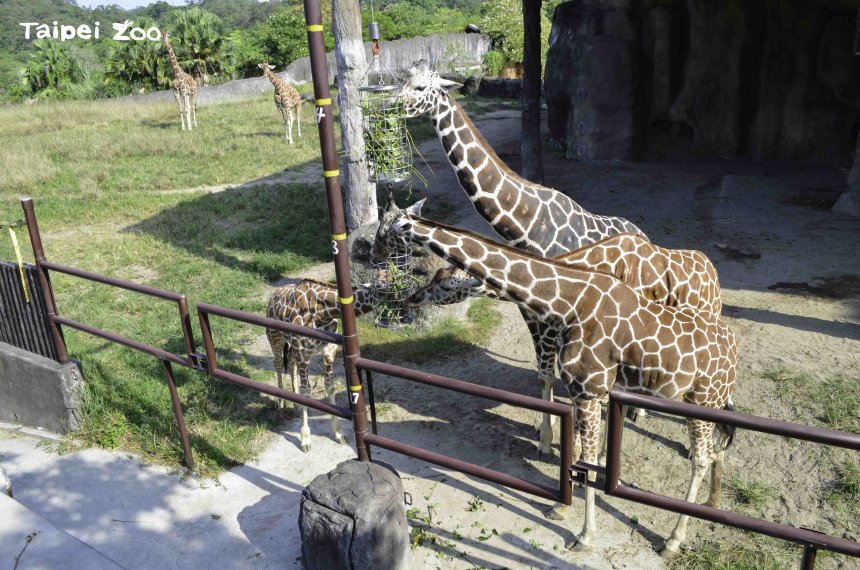 動物園送別大食蟻獸和長頸鹿  生離死別滿是不捨與哀傷...