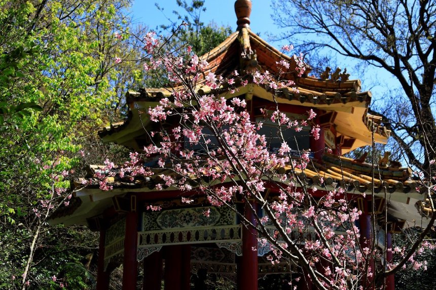 陽明山春節百花盛開  粉嫩寒櫻添喜祝吉祥...