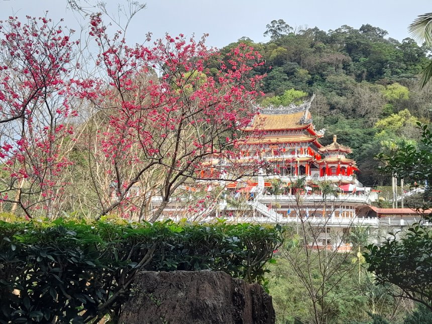 花開好運照指南  迎春祈福步步升...