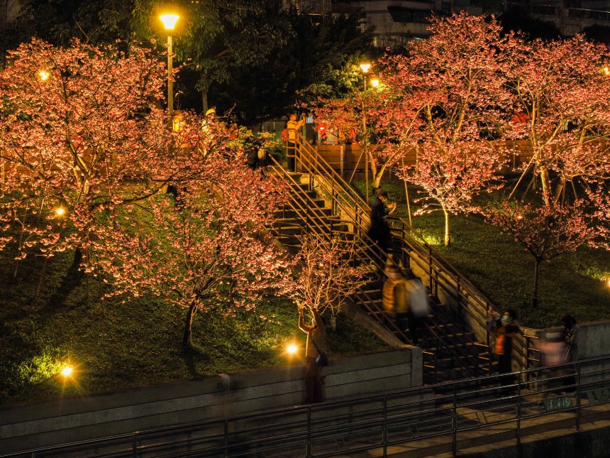 星光大道加持  樂活公園夜櫻更迷人...