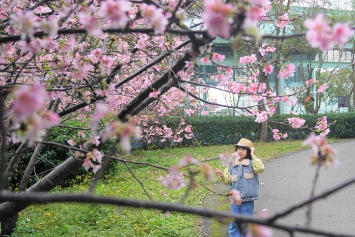 不用人擠人！ 到八里櫻花秘境來場浪漫邂逅...