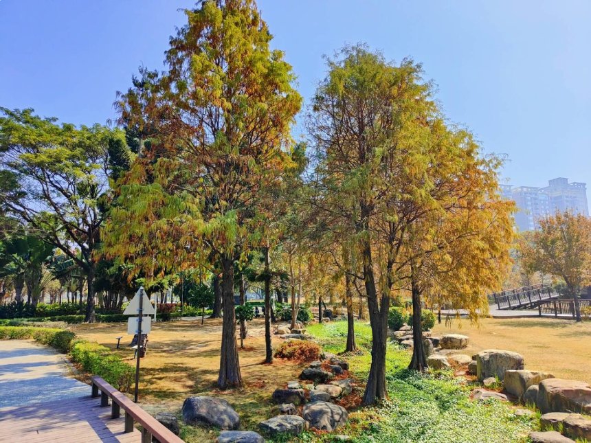 限定夢幻美景—凹子底森林公園落羽松相片輯...