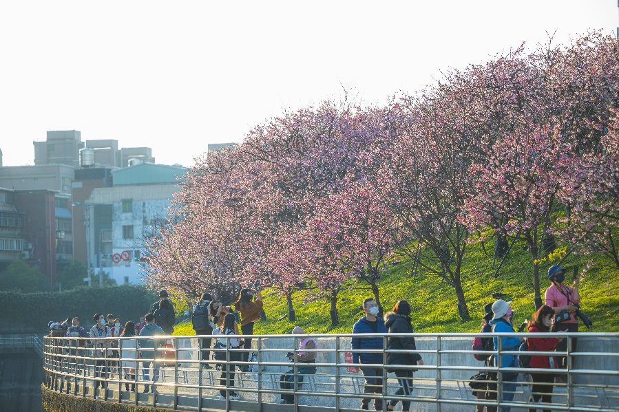 光櫻飛舞！公主氣球&泡泡秀樂活公園繽紛登場 賞櫻享54間...