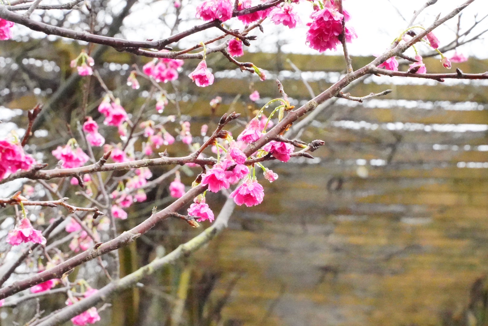 三芝三和社區綻放逾300株櫻花  打造粉紅花海...