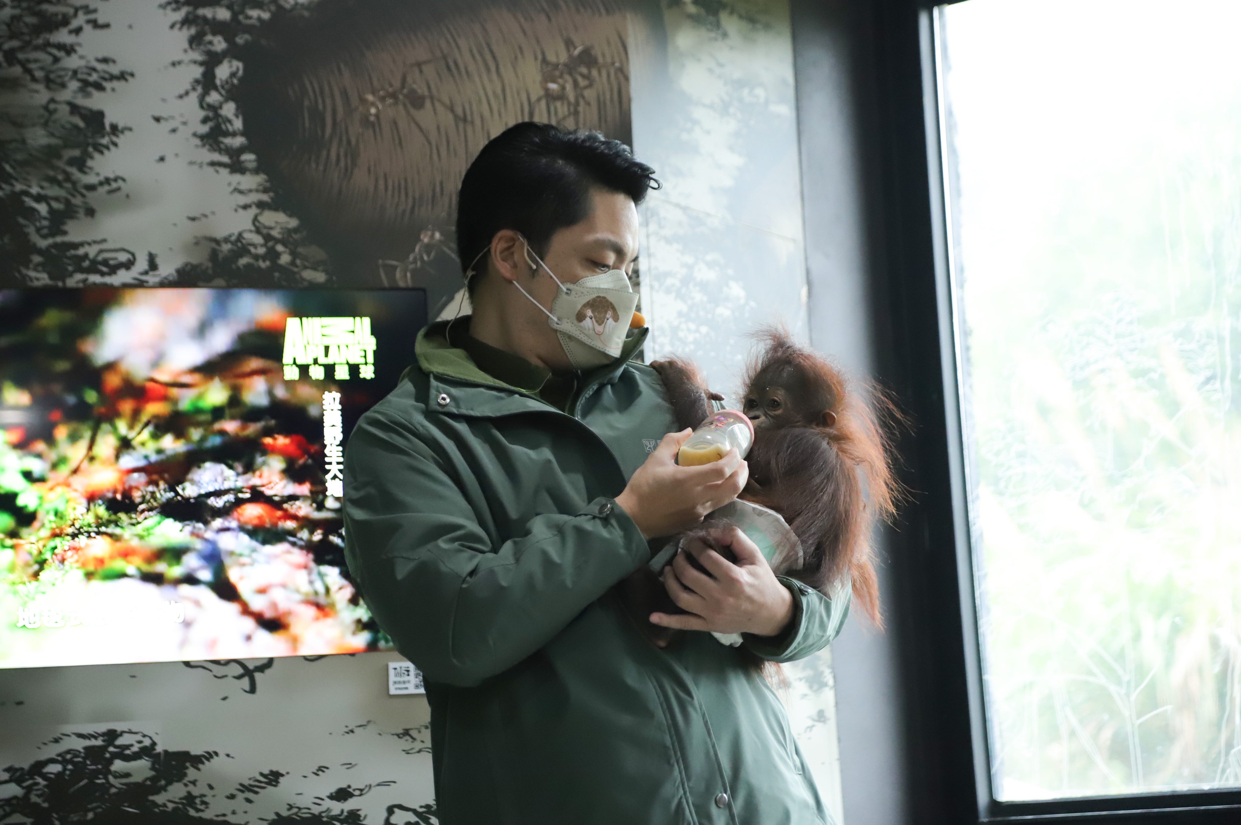 擔任一日保育員 蔣萬安大讚紅毛猩猩寶寶可愛 感謝動物園...